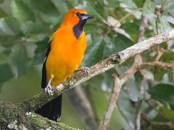 <h3><a href="/trips/costa-rica/biota/animalia/chordata/aves/040 passeriformes/124 icteridae/icterus pustulatus/icterus pustulatus-nl.html">Icterus&nbsp;pustulatus</a> / Streak‑backed&nbsp;oriole / Vlekrugtroepiaal</h3>OM-1 Mark II met OLYMPUS M.150-400mm F4.5 TC, 1/250 sec  bij F5.6, ISO 10000, afstand 17.9&nbsp;m